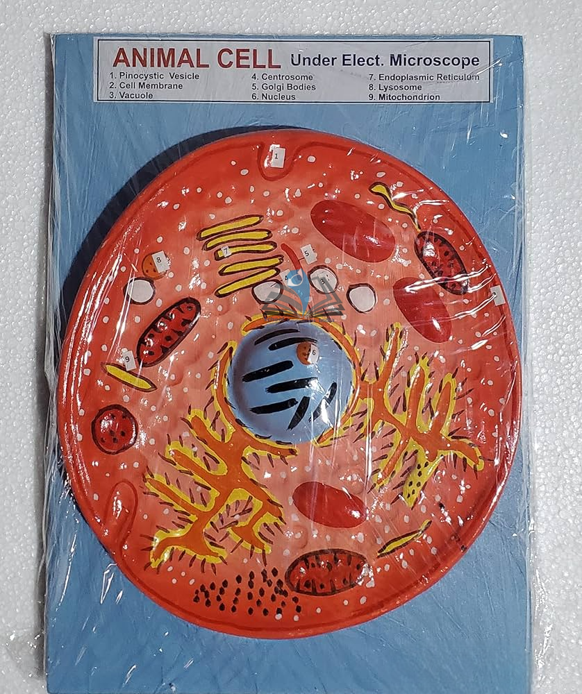 Animal Cell Model